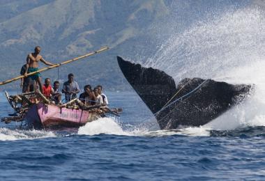  INFO WISATA: Berburu Paus di Lamalera NTT Jadi Agenda Wisata Resmi