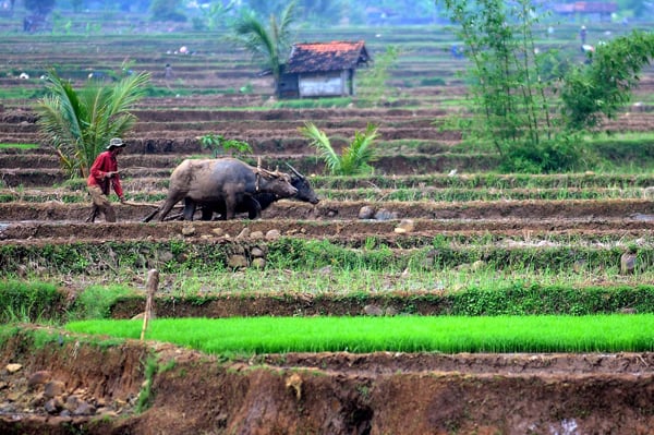  FOTO: Alih Profesi, Populasi Petani di Jabar Terus Berkurang