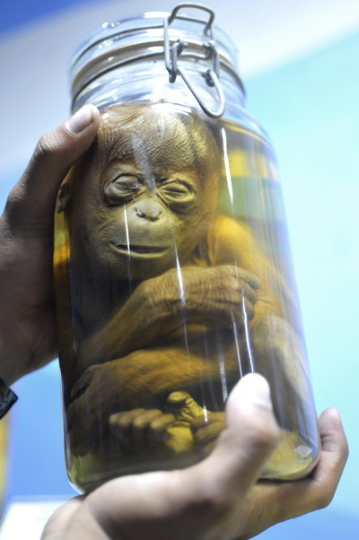  Bayi Orangutan Diawetkan Dalam Botol