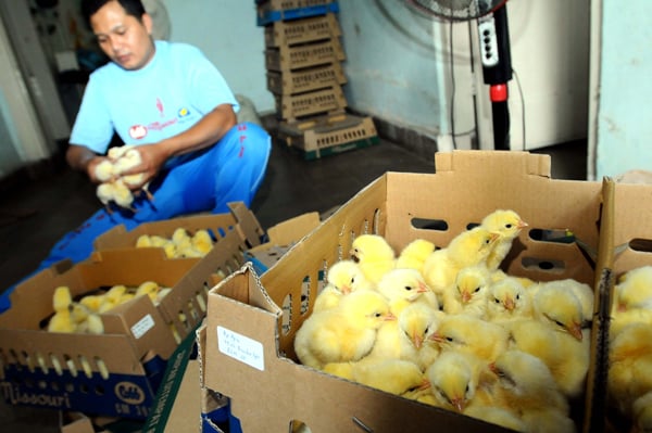  FOTO: Gejolak Harga Daging Ayam, Stok DOC Harus Aman