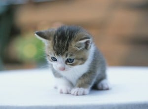  Selamatkan Kucing Dari Pohon, Pak Polisi Malah Terjebak