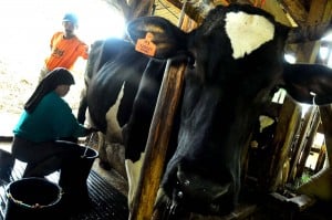  SAPI PERAH: Produksi Susu Merosot 10%