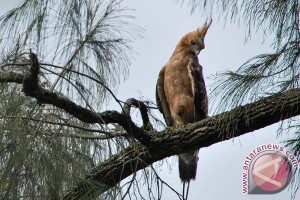  Burung Garuda Sukses Dilepas di Merapi