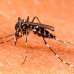  Kasus Chikungunya dan DBD di Kota Tasik Meningkat