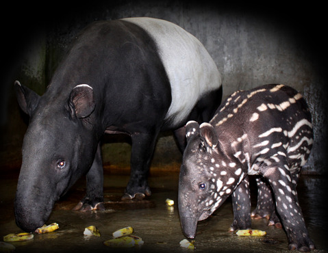  TAMAN SAFARI: Kembali Koleksi Tapir Sumatra