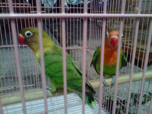  HOBI BURUNG: Love Bird Jadi Primadona, Harga Sampai Rp7,5 Juta