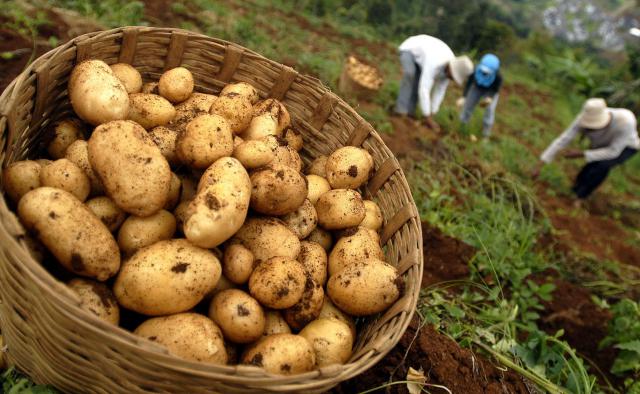  Petani Kentang Cegah Penyerobotan Lahan PTPN VIII