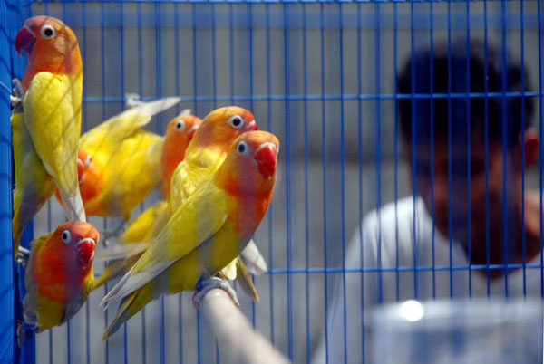  BURUNG LOVE BIRD: Dijual Mulai Rp1 Juta - Rp15 Juta, Wow!