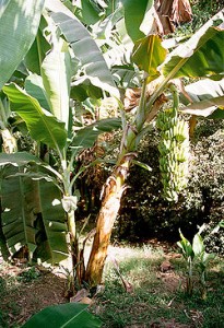  Pohon Pisang Ini Berbuah 2 Kali & Gegerkan Warga Cirebon