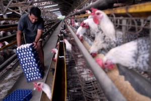  PETERNAKAN AYAM: Peternak Besar agar Diarahkan ke Ekspor
