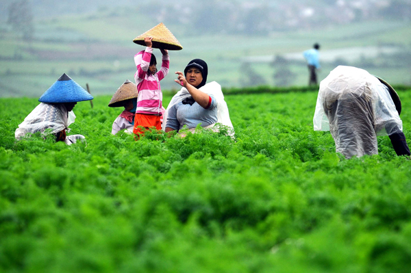 FOTO: Petani Kertasari Kabupaten Bandung Kesulitan Peroleh Nilai Tambah