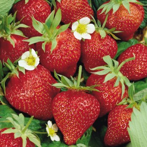  MENU HOTEL: Nikmatnya Sensational Strawberries ala The Papandayan Hotel