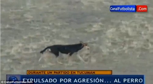  Gara-gara Anjing, Pesepakbola di Argentina Diusir Wasit dari Lapangan