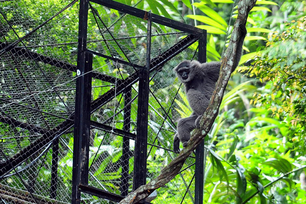  FOTO: Sepasang Owa Jawa Akhirnya Lepas Liar di Gunung Puntang