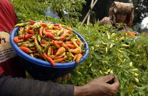  PETANI CABAI RAWIT di Tasikmalaya Merugi