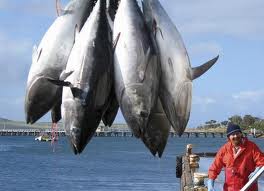  Dharma Samudera Fishing Bidik Penjualan US$35 Juta