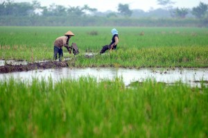  BBM NAIK: Kata Mentan, Tak Terlalu Mempengaruhi Petani
