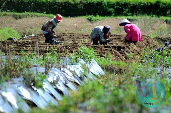  FOTO: Kemarau Basah, Produksi Hortikultura Turun, Petani Harapkan Pemerintah Ciptakan Inovasi 