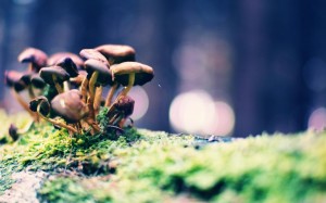  Jamur Halusinogen Buat Pria Ini Tarik Kemaluannya hingga Putus