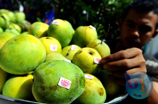  FOTO: Cuaca Ekstrem, Kuantitas dan Kualitas Produksi Mangga Gedong Menurun