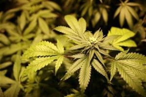  Legalisasi Ganja Permintaan Orang Berotak Miring