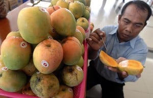  ANOMALI CUACA Ancam Produksi Mangga Gedong Gincu Majalengka