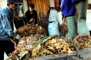  Harga Tembakau Melejit Tembus Rp80.000/Kg