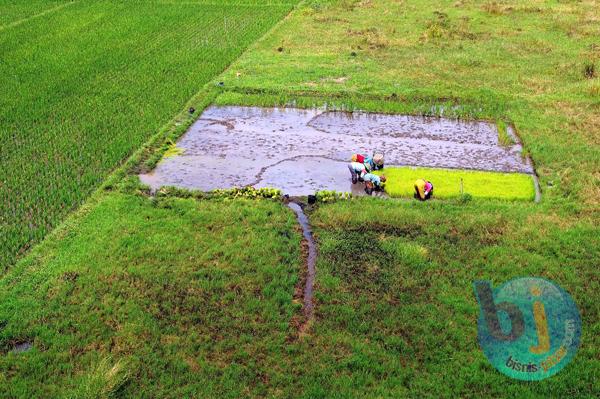  FOTO: Produksi Padi Tidak Ada Kenaikan, Lahan Jadi Alasan