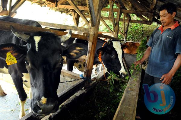  FOTO: Semester I/2013 Populasi Sapi Perah di Jabar Susut 20%