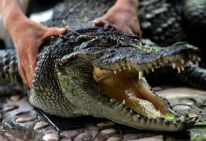  Ancam Keselamatan Anak SD, Buaya 3 Meter Ditangkap