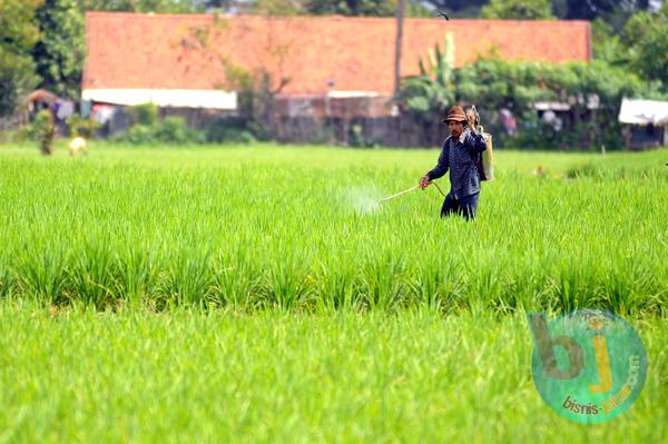  FOTO: Produksi Padi Jabar Semester I/2013 Meningkat 5,51%
