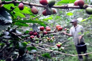  Produksi Kopi di Tasik Belum Digarap Serius