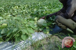  Kemarau Basah Rugikan Petani Melon Pantura