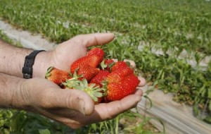  INFO WISATA: Ada Kebun Stoberi di Kuningan, Mau?