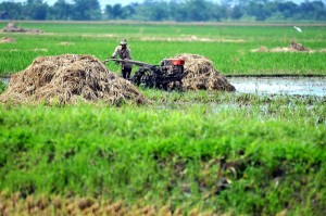  Investor Patungan China-Malaysia Bangun Sawah Rp20 Triliun di Subang