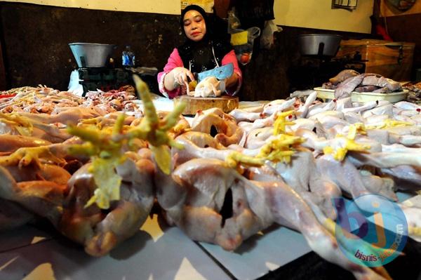  FOTO: Indonesia Tidak Perlu Impor Daging Ayam Ras