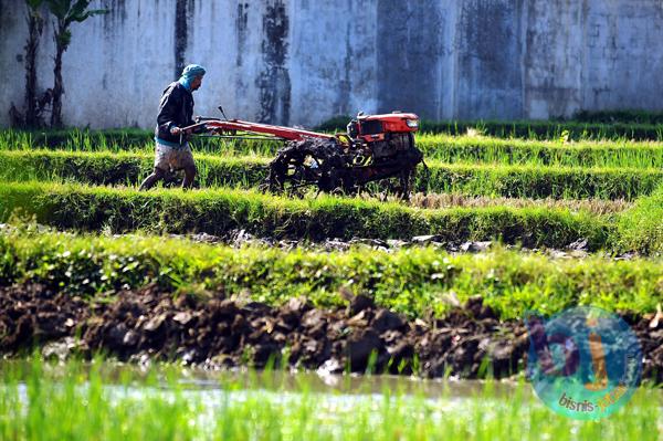  FOTO: Pemerintah Prediksi Lahan Pertanian Rusak 2.000 Ha