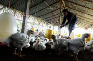  Idulfitri 2013: Ayam Petelur Jadi Ayam Potong