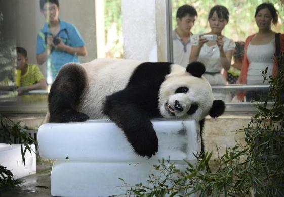  FOTO: Diterjang Gelombang Panas, Panda Peluk Balok Es 