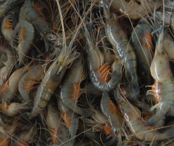  Budi Daya Udang di Kabupaten Bandung Lenyap