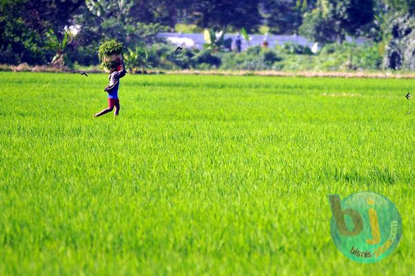  FOTO: Produksi Padi di Jabar Bakal Turun