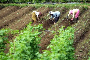  Antisipasi Kemarau, Pemkab Bandung Bagikan Bibit Sayuran