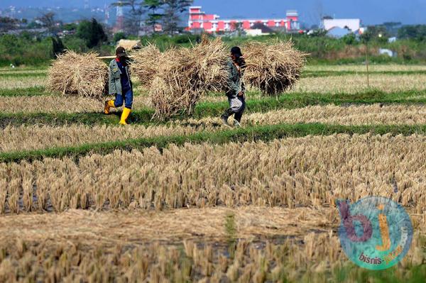  FOTO: Pemerintah Abaikan Sektor Pertanian