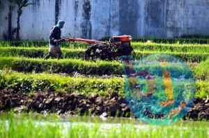  Jumlah Petani di Jabar Turun 29,40%