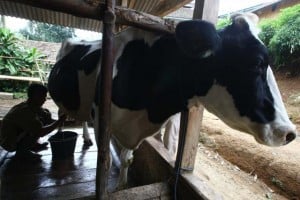  Sapi Perah: Ketergantungan Pakan Impor di Kuningan Masih Tinggi