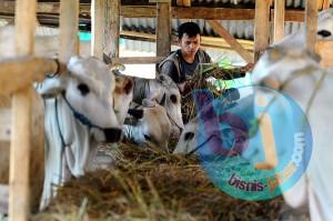  IDULADHA 2013: Permintaan Sapi Potong di Kabupaten Cirebon Diduga Naik 10%