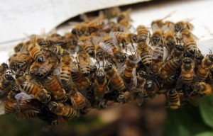  Ajaib, Lebah yang Punah 13 Tahun Lalu Kembali Hidup