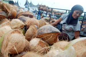  Petani di Sukabumi Genjot Produksi Kelapa