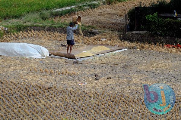  FOTO: Produktivitas Gabah Kering Giling Tumbuh 2,7%
