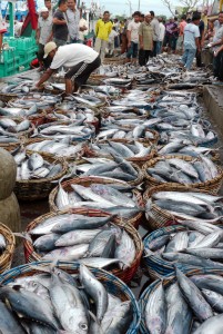  Harga Ikan Tongkol di Indramayu Terjun Bebas